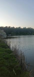 a body of water with grass next to a field at Chatka in Nasutów