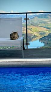 a cat laying on a bench next to a swimming pool at Casa Vale do Douro in Mesão Frio
