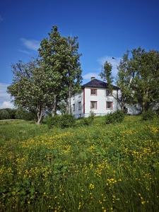a white house on a hill with a field of flowers at 2 Houses & A Barn Double Room in Vestvågøya