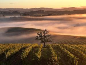 a tree in the middle of a field with fog at Wine Resort Colsereno in Montalcino