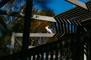a bird sitting on top of a fence at The Angle House - Aireys Inlet in Aireys Inlet