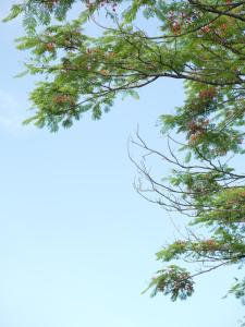 a branch of a tree with red berries on it at Amavi Vườn Trà in Buôn Bedeur