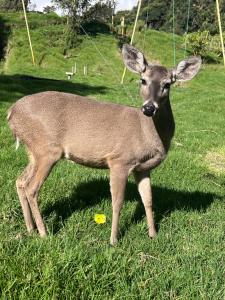 a deer standing in the grass in a field at Refugio del venado Cuicocha in Cotacachi