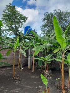 a group of banana trees in front of a building at CASA MARCELa in Altagracia