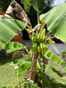 a bunch of green bananas hanging from a banana tree at Sucriers in Garnier