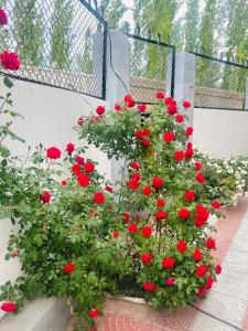 a bunch of red geraniums in a flower box at Rongmo villa in Leh +5 photos