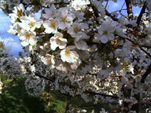 a bunch of white flowers on a tree at Haus Bauer Ferienwohnung 1 in Wasserburg +2 photos