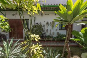 a house with a bunch of plants in front of it at Pensión San Andrés I in Jerez de la Frontera