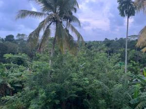 a palm tree in the middle of a jungle at The Highland Manor in Weligama