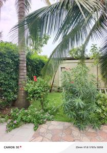 a garden with a palm tree and some flowers at or bleu in Lomé