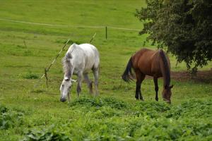 two horses grazing in a field of grass at Dzīvoklis Baldone, Latvija in Baldone