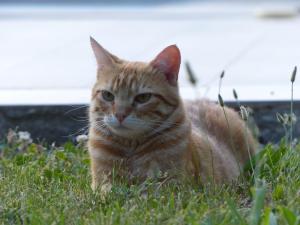 an orange cat is laying in the grass at Domaine Chante-Cevennes in Frouzet