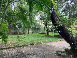 a palm tree next to a sidewalk in a park at Kalliyattu Homestay in Palakkad
