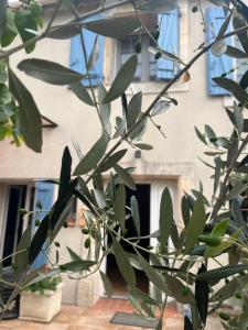 a tree with green leaves in front of a building at Le colibri bleu in Argeliers