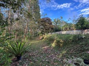 a dirt road in a forest with a plant at Cabaña Moyobamba in Moyobamba +4 photos