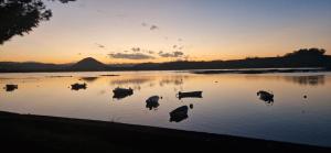 a group of cows standing in the water at sunset at Alojamiento con encanto in Santoña