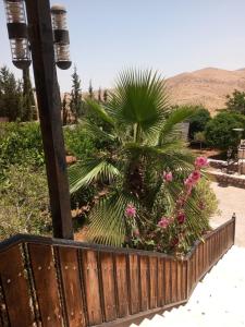 a palm tree in a garden with pink flowers at عمان in Az Zarqa
