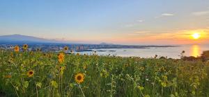 a field of sunflowers on a hill with the sunset at Pyeonanhan Guesthouse in Hamdŏng-ni