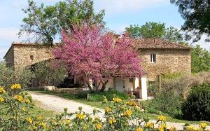 a stone house with a pink tree in front of it at Studio in Tuscan farmhouse with pool in Monteguidi