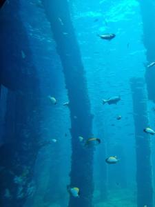 a group of fish swimming in an aquarium at Barnard Beach House in Broadwater