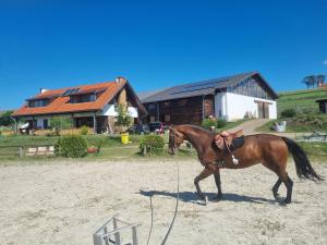 Ein braunes Pferd läuft vor einem Haus entlang in der Unterkunft Mongol champing in Cotormani