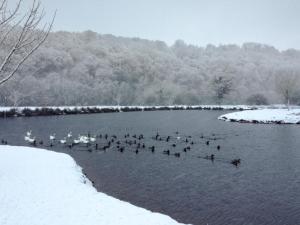a flock of birds swimming in a pond in the snow at Duvale Priory - 9985 in Bampton