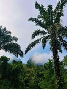 a palm tree in the middle of a forest at Khaosok Malinglamping in Ban Thung Lang Tham +7 photos