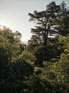 a tree in the middle of a forest of trees at Villa Giacomuzzi in Bolzano