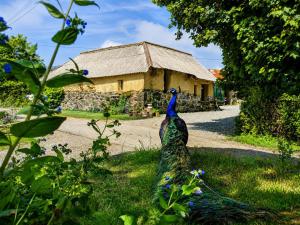 a peacock standing in the grass in front of a building at Mabel the Steam Roller Caravan at Rosuick Organic Farm in Saint Martins Green