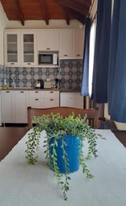 a blue potted plant sitting on a table in a kitchen at The Gallipoli Houses in Eceabat