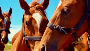 two brown horses standing next to each other at Petion Polo Ranch in Cañuelas