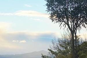 two trees with the sky in the background at Herea Bunker in Turangi