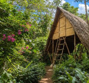 a small hut with a ladder in the woods at Ecocio Explorations in Coron