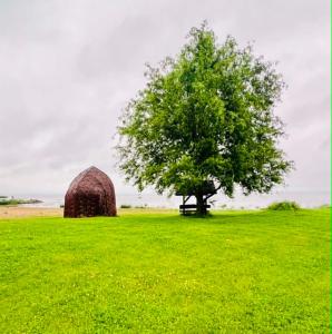 a tree and a haystack in a field with a tree at Tähe majutus in Mustvee