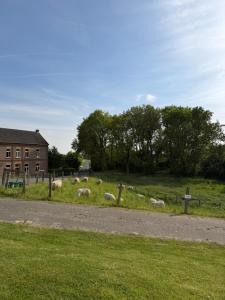 a herd of sheep grazing in a field at Fewo Hammelblick in Xanten