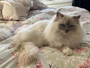 a white cat laying on top of a bed at Amélia HOST chambre climatisée in Saint-Rémy-lès-Chevreuse