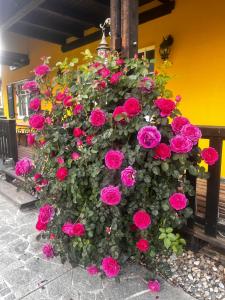 a bunch of pink roses growing on a wall at Privatzimmer in Steinfeld