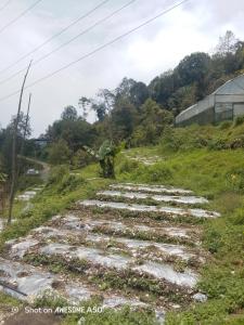 a stone path up a hill with a bird statue at Kotheybari homestay in Pakhyong