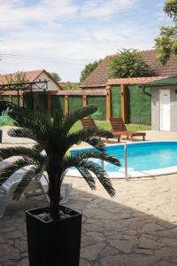 a palm tree in a pot next to a swimming pool at Backa idila in Bački Gračac