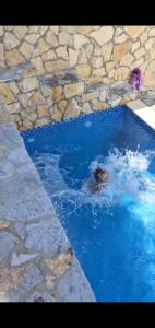 a dog is swimming in a swimming pool at White Apartman in Dobra Voda