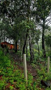 a forest with trees and a fence on a trail at Cabaña Nido de Niebla en San José del Pacífico in San Jose del Pacifico