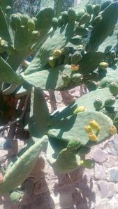 a close up of a large green plant at La Pirquita in Tilcara