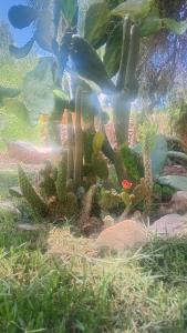 a cactus and other plants in a aquarium at La Pirquita in Tilcara +11 photos