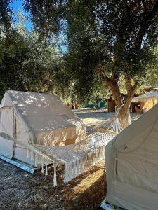 two beds are set up under a tree at Bocana Camping Borsh in Borsh