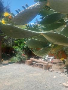 a close up of a large green plant at La Pirquita in Tilcara