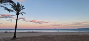 a palm tree on a beach with the ocean at Vistas al castillo in Cullera +3 photos
