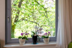 three potted plants sitting on a window sill at Apartma BONUS in Begunje na Gorenjskem