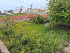 a field of yellow flowers on a hill with buildings at Radi in Menzel Jemil