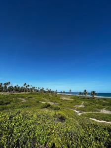 a beach with palm trees and the ocean in the background at Flat Jubarte Praia do Francês in Marechal Deodoro