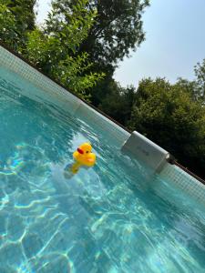 a yellow rubber duck floating in a swimming pool at Gîte de Calouze - 5 personnes in Gijounet